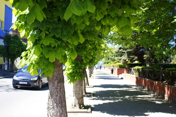 Kolomyia Nın Ortasında Kestane Ağaçları Olan Güzel Bir Sokak — Stok fotoğraf