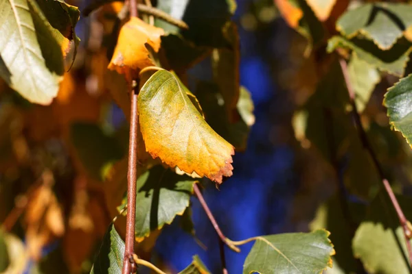 Žluté Podzimní Listy Charkovské Břízy — Stock fotografie