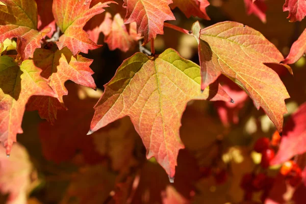 Červené Javorové Listy Konci Podzimu — Stock fotografie