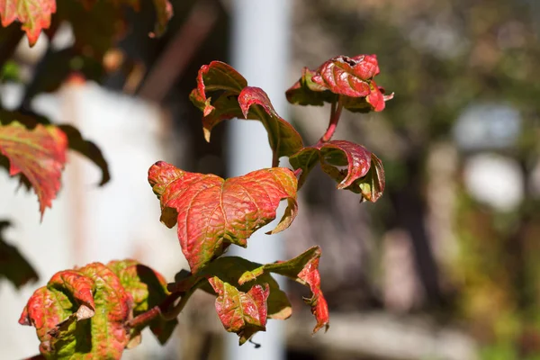 Roter Ahorn Blättert Spätherbst — Stockfoto