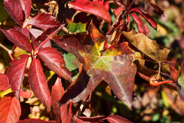 Roter Ahorn Blättert Spätherbst — Stockfoto