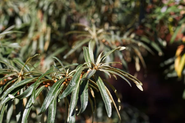 緑色の葉を持つヒッピラムニデス又はシーバソーンの枝 — ストック写真