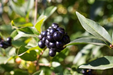 Sonbaharın ortasında Privet 'in böğürtlenleri sıradan