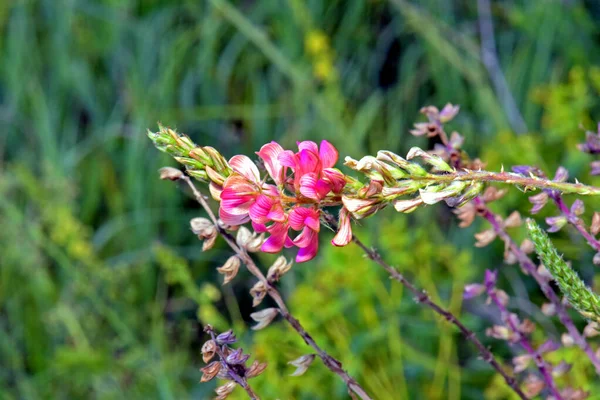鮮やかなピンクの甘いエンドウ豆の花 — ストック写真