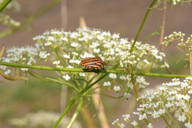 Siyah-turuncu Graphosoma lineatum bir bitkinin üzerine oturur.