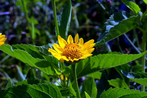 Malá Žlutá Květinka Zelené Louce — Stock fotografie