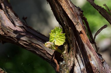 Bahçede genç yeşil asma yaprakları