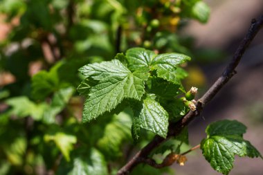 Genç yeşil üzümlü yapraklar taze bir çalıda