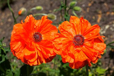 Güneşli bir bahar gününde iki kırmızı gelincik çiçeği