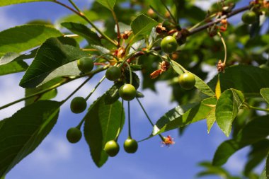 Taze yapraklı ve yeşil kirazlı kiraz dalı