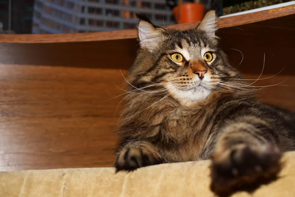 Αστεία Γάτα Maine Coon Ξεκουράζεται Στο Σπίτι — Φωτογραφία Αρχείου