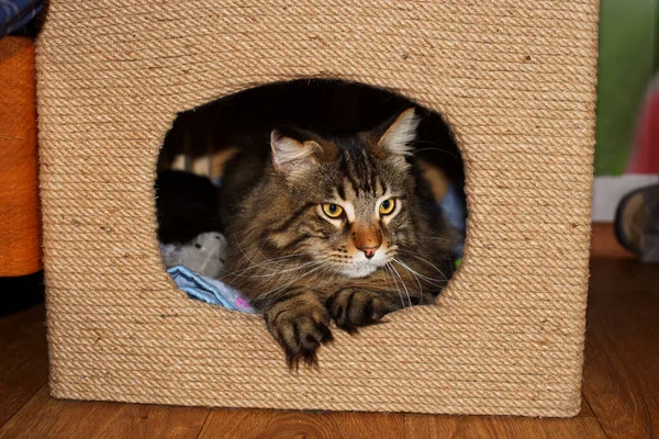 Komik Maine Rakunu evde dinleniyor.