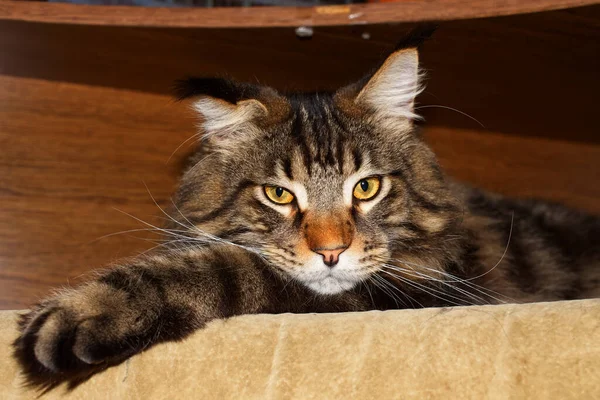 Zabawny Kot Maine Coon Odpoczywa Domu — Zdjęcie stockowe