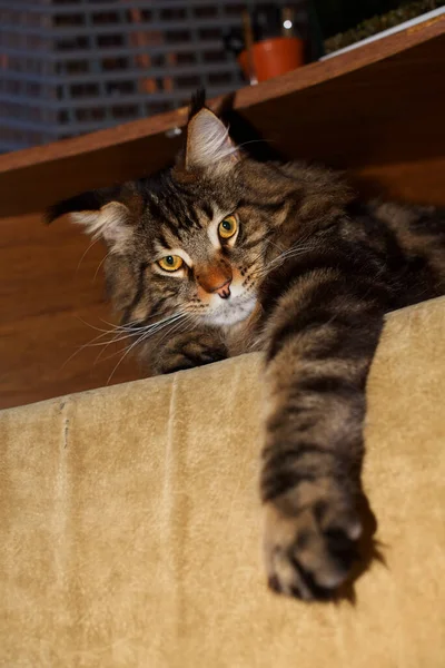 Gracioso Maine Coon Gato Está Descansando Casa —  Fotos de Stock
