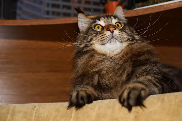 Αστεία Γάτα Maine Coon Ξεκουράζεται Στο Σπίτι — Φωτογραφία Αρχείου
