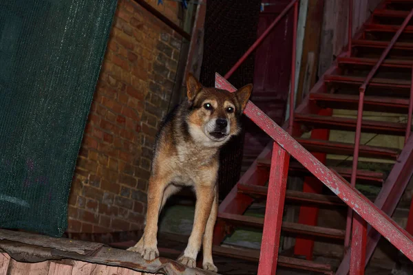 Kızgın köpek kapının önünde.