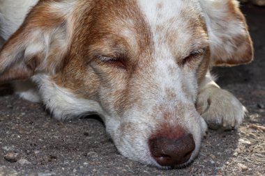 Yerde yatan üzgün bir köpeğin ağzı.