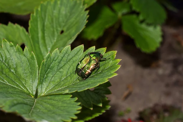 Maybug Sits Strawberry Leaf — Stock Photo, Image