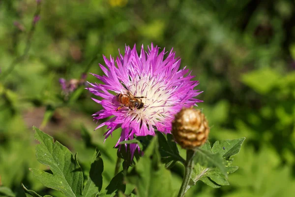 Медова Бджола Збирає Пилок Фіолетовій Квітці — стокове фото