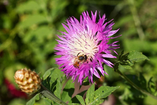 Honingbij Verzamelt Stuifmeel Een Paarse Bloem — Stockfoto