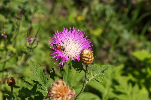 Медова Бджола Збирає Пилок Фіолетовій Квітці — стокове фото