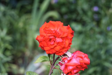 Harkov bahçesinde güzel bir gül açtı.