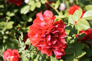 Harkov bahçesinde güzel bir gül açtı.