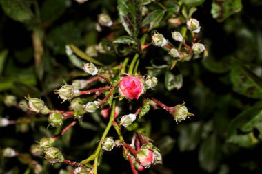 Harkov bahçesinde güzel bir gül açtı.