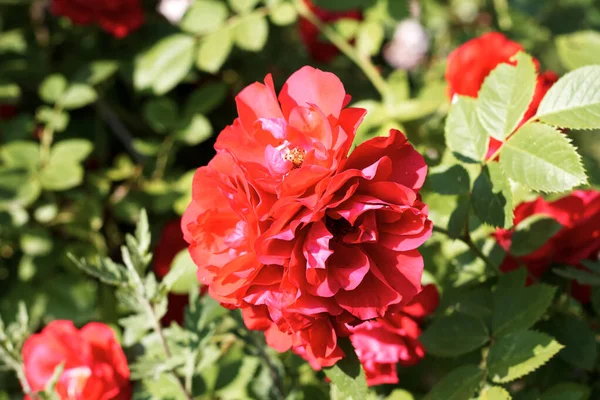 stock image Beautiful rose blossomed in the Kharkov yard