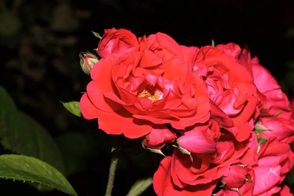 美丽的玫瑰在哈尔科夫院子里绽放 — 图库照片