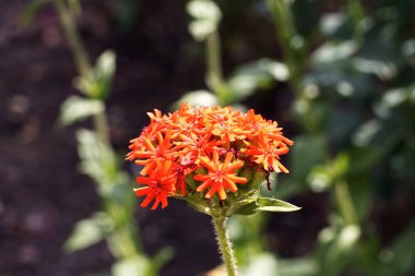 Lychnis chalcedonica bahçede çiçek açtı.