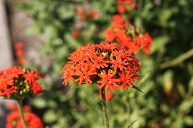 Lychnis chalcedonica bahçede çiçek açtı.