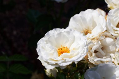 Güzel beyaz Rosa Kristall bahçede çiçek açtı.