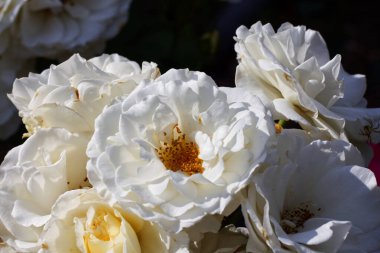 Güzel beyaz Rosa Kristall bahçede çiçek açtı.