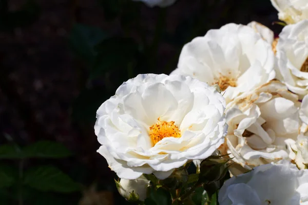 Vacker Vit Rosa Kristall Blommade Gården — Stockfoto