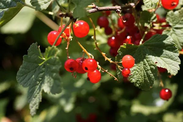 stock image Red currant grown in the garden