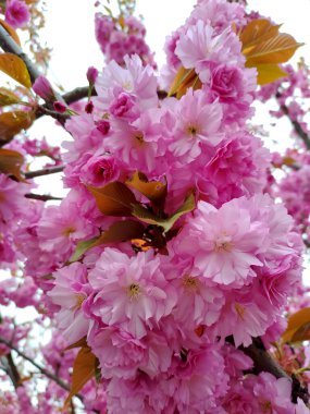 Poltava 'da parlak pembe kiraz sakura çiçekleri