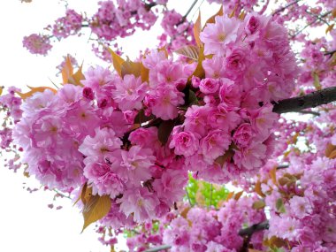 Poltava 'da parlak pembe kiraz sakura çiçekleri