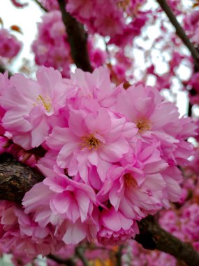 Poltava 'da parlak pembe kiraz sakura çiçekleri