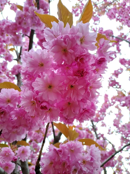 Poltava 'da parlak pembe kiraz sakura çiçekleri