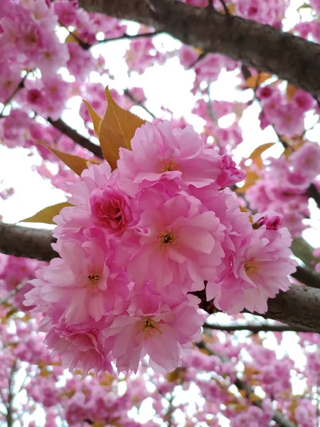 Bright Pink Cherry Sakura Flowers Poltava — Stock Photo, Image