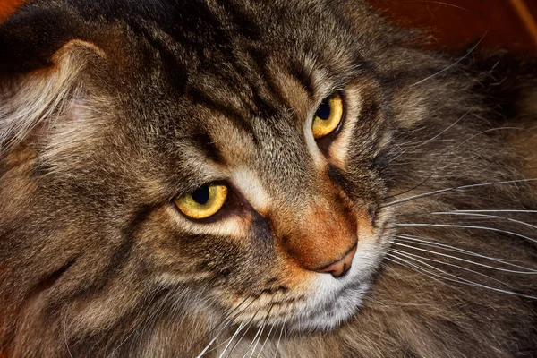 Retrato Gran Gato Maine Coon Gris Llamado Fedor —  Fotos de Stock