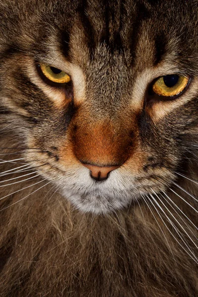 Fedorという大きな灰色のメインコーン猫の肖像画 — ストック写真