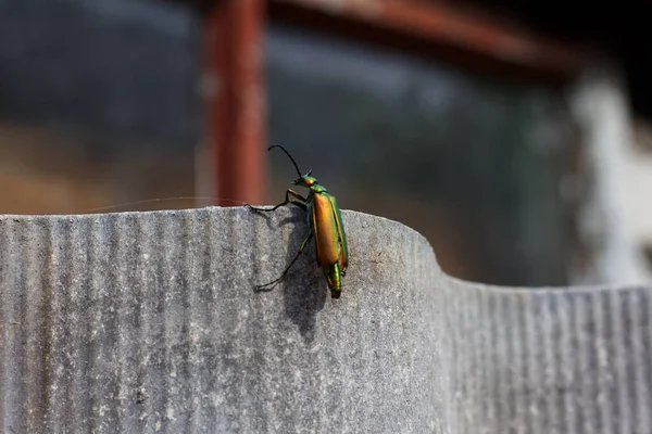 Leuchtend Grüner Käfer Lytta Vesicatoria Sitzt Auf Einem Zaun — Stockfoto
