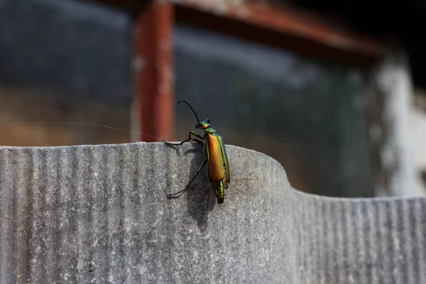 Escarabajo Verde Brillante Lytta Vesicatoria Sienta Una Cerca — Foto de Stock