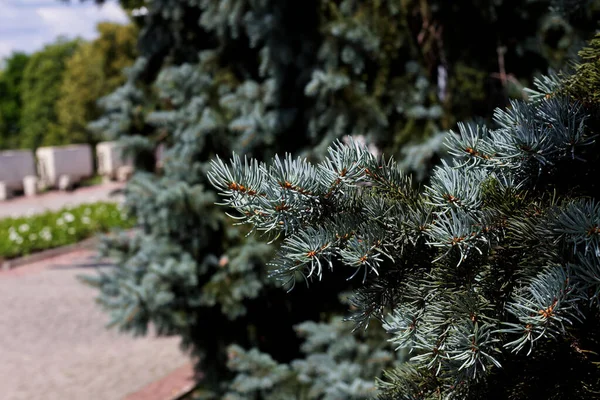 하리코프 공원의 가문비나무 — 스톡 사진