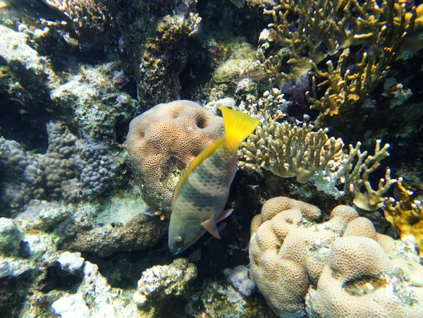 Piękne Kolorowe Mieszkańcy Rafy Koralowej Morza Czerwonego — Zdjęcie stockowe