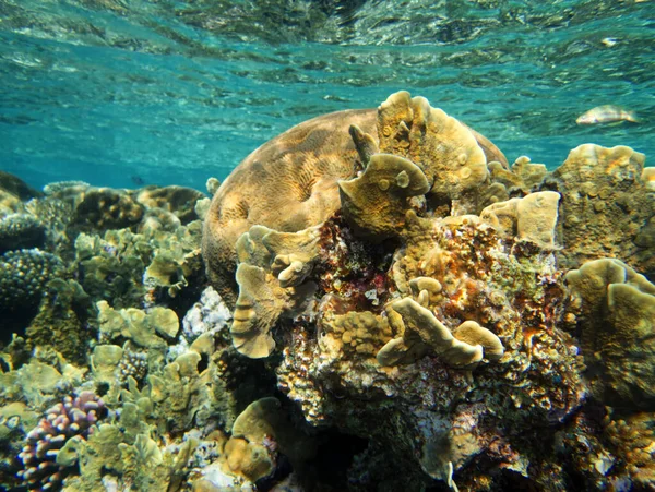 Красивые Красочные Обитатели Красного Морского Кораллового Рифа — стоковое фото