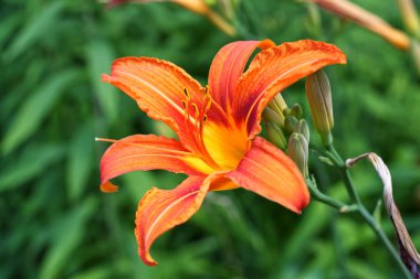 Evin yakınındaki bir çiçek tarlasında güzel bir zambak yetişiyor. Çiçekli zambak.