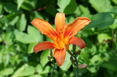 Evin yakınındaki bir çiçek tarlasında güzel bir zambak yetişiyor. Çiçekli zambak.